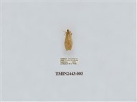 藏品(燈蛾29)的圖片